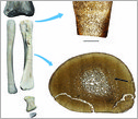CT scans and bones of Rapetosaurus